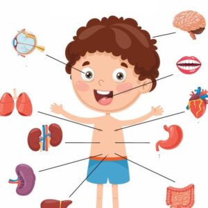 Cuerpo humano 1º Primaria
